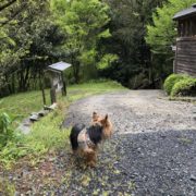 雨だから