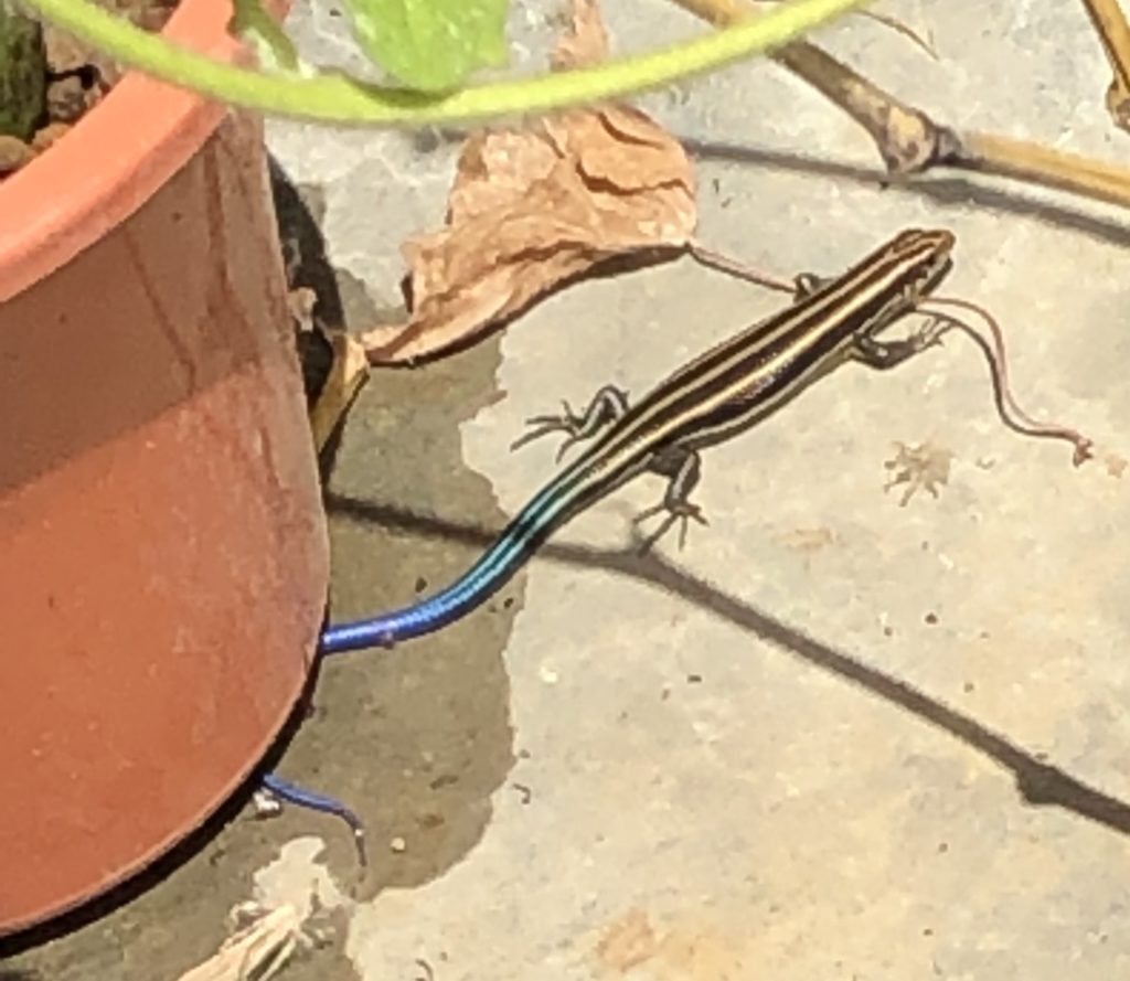 日本トカゲ 宝池寺 八大龍王宮 日本トカゲ 宝池寺 八大龍王宮