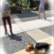 三兄弟君と犬