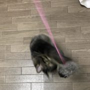 猫の写真ヘタクソ選手権