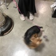 犬の写真へたくそ選手権