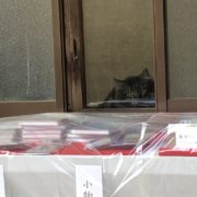 猫店長