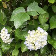 紫陽花とカタツムリ