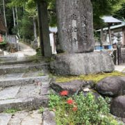 彼岸花が増えてる