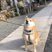 柴犬やんた君