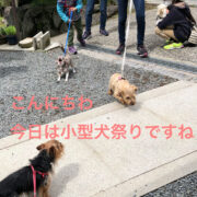 小型犬祭り