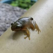 小さい蛙