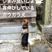 つまみ食犬