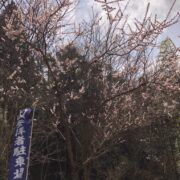 桜ではなく梅