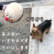 アンパンマン