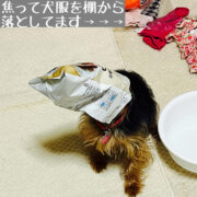 つまみ食い犬