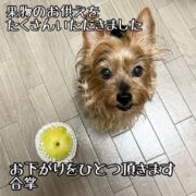 果物とガウ犬