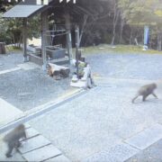 お猿が通ります