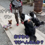 オヤツありがとうございます