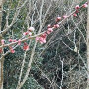 桜ではなく梅の花