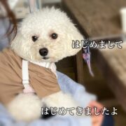 白プーちゃんと賢い犬たち