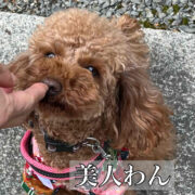 あけまして犬シリーズ２