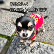 あけまして犬シリーズ１