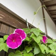 日中の架け橋朝顔
