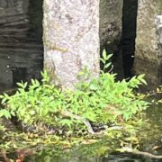 ご縁日