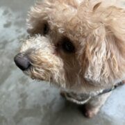 新しいお友達ぷくちゃん
