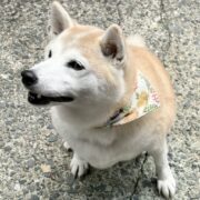 柴ワンいろはちゃん