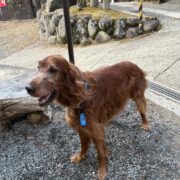 アイリッシュセッター