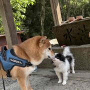 柴先輩