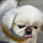 ペキ伯母様