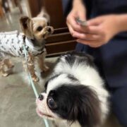 ヨーキーがきたよ