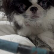 筆ペン事件