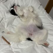 犬が違うと