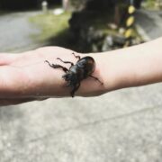 くわがた