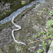 巳さんの抜け殻