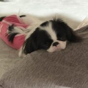 お寺犬の手術