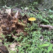 きのこ注意報