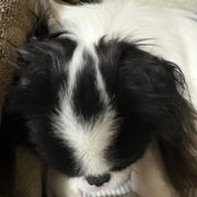 点星