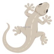 ヤモリ